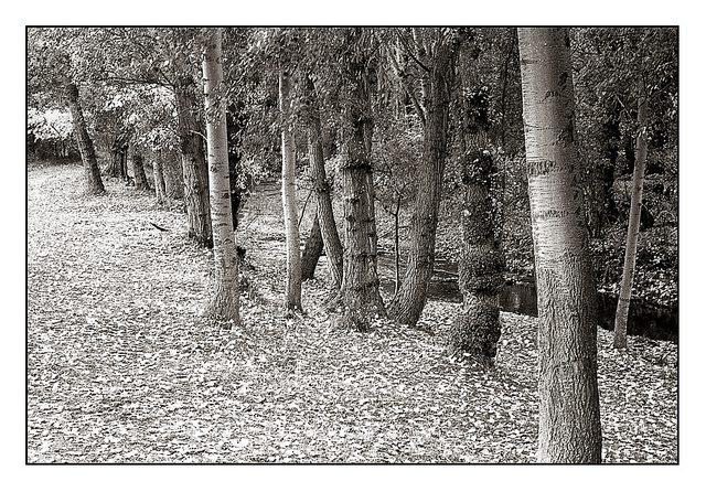 8220775579 68f21fb19e z 1 - Por el bosque en Sepia