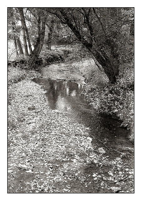 8221852864 722186cc3f z 1 - Por el bosque en Sepia