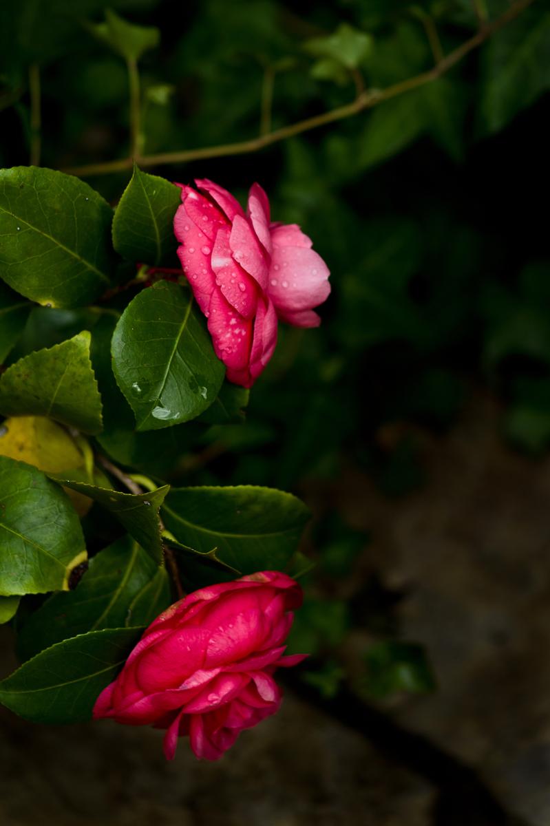 6971099806 c50e60e516 o 1 - Camelias