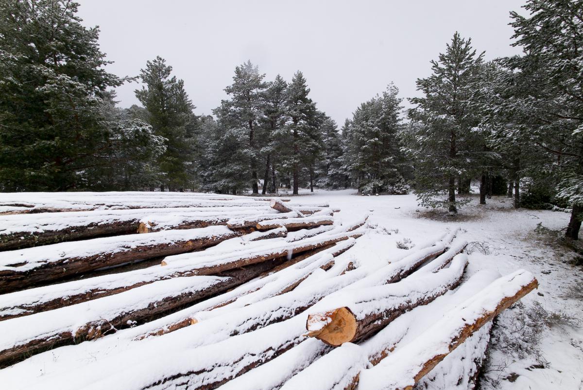 MLTroncosyNieve6 1 - Troncos y Nieve