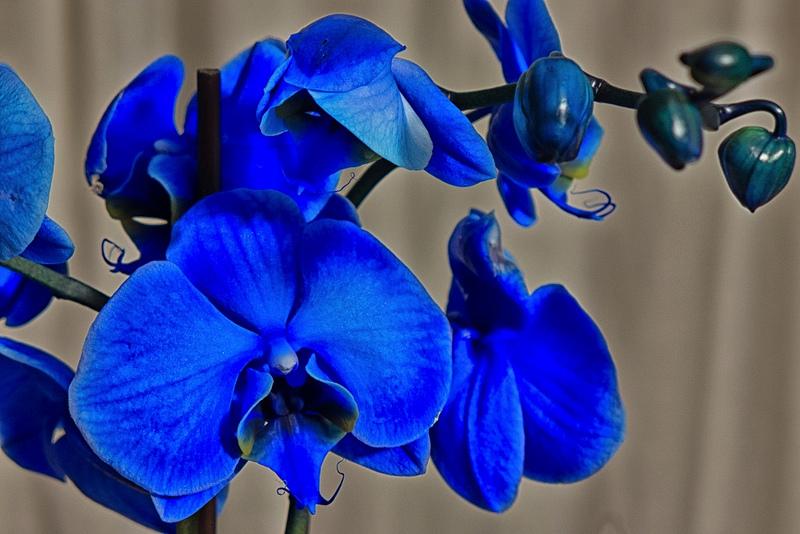 13533156865 299112cc79 c 1 - Orquídeas azules