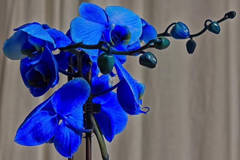 13533475064 9583dfdfd3 c 1 - Orquídeas azules