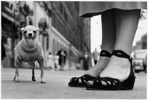 02ElliottErwitt 1 - Mi homenaje a Elliot Erwitt