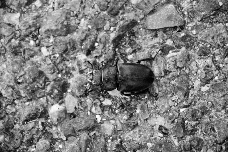03 escarabajo - De plantas y animales