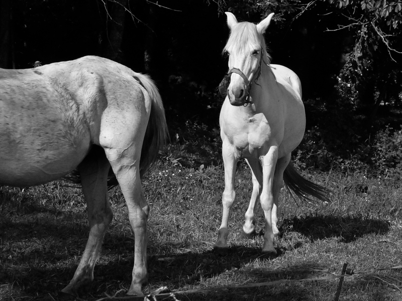 Cavall 1040322 - White Horse