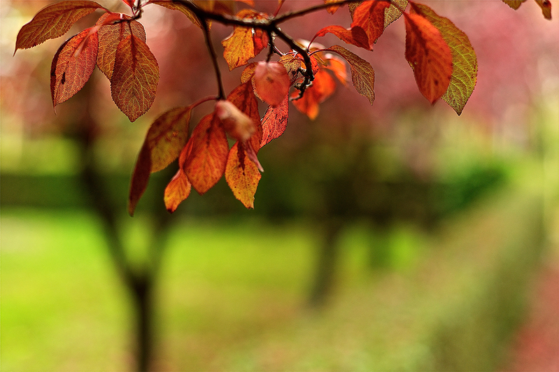 L1003249 - El color del otoño