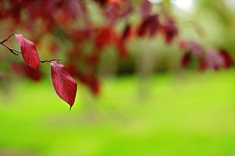 L1003256 - El color del otoño