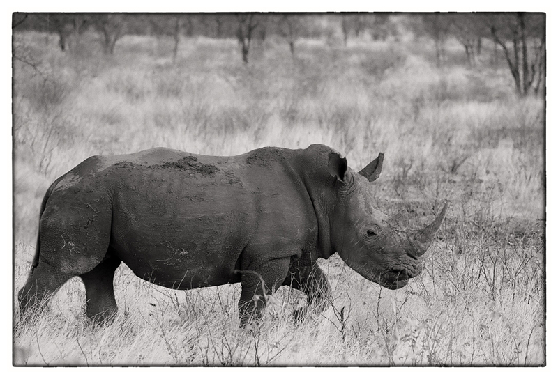 MR 135NC106 27 copia - Animales en Namibia I