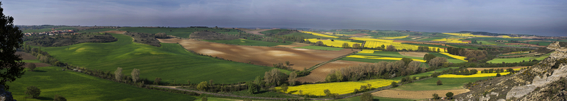 Colza 2c - En Panorama