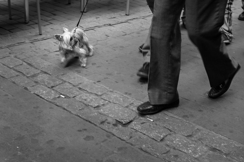 Dogs - Homenaje a: Elliot Erwitt